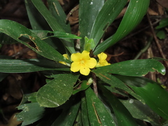 Oxalis fruticosa, photograph Nicolás Lavandero, CC BY, iNaturalist via GBIF