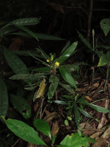 Oxalis fruticosa, photograph 3
