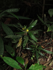 Oxalis fruticosa, photograph Nicolás Lavandero, CC BY, iNaturalist via GBIF