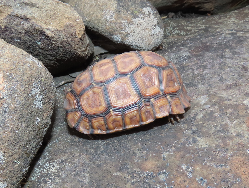 Lobatse Hingeback Tortoise from West Rand District Municipality, South ...