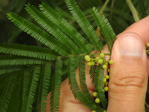 Acacia mearnsii