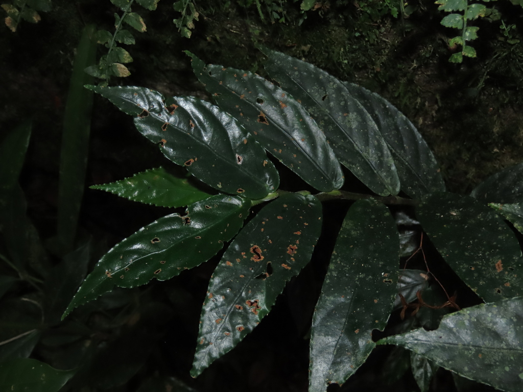 Begonia bidentata (Begonia bidentata)