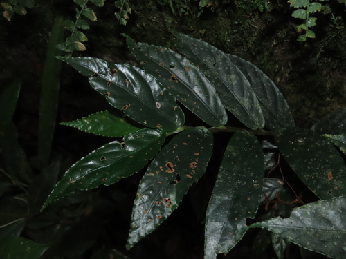 Begonia bidentata (Begonia bidentata)