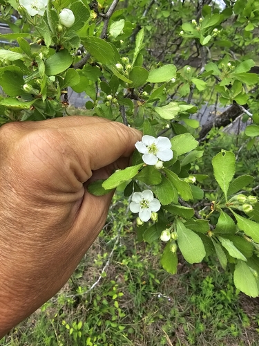 Sandhill Hawthorn (Crataegus lassa)