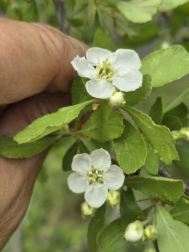 Image of Crataegus lassa by (c) Rebecca Gimenez Husted, some rights reserved (CC BY)
