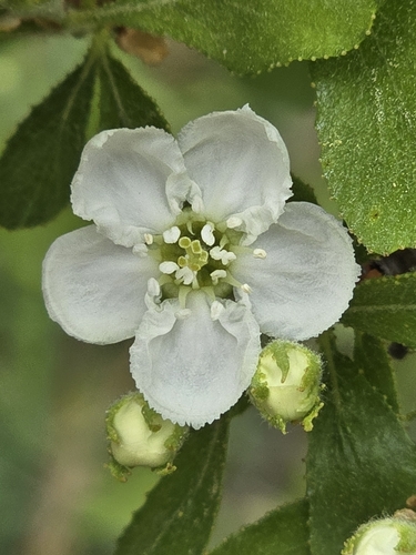 Image of Crataegus lassa by (c) Rebecca Gimenez Husted, some rights reserved (CC BY)