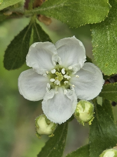 Image of Crataegus lassa by (c) Rebecca Gimenez Husted, some rights reserved (CC BY)