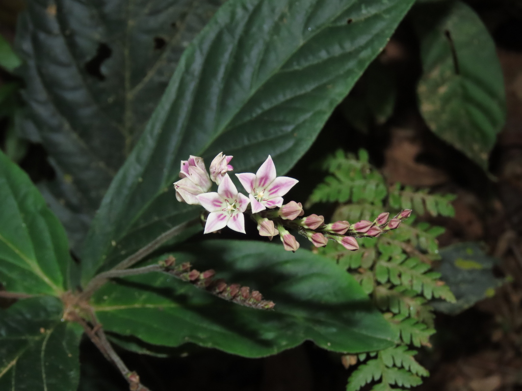 Spigelia macrophylla