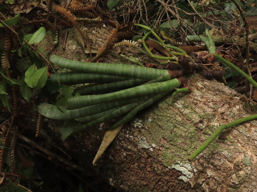Image of Quesnelia marmorata by (c) Nicolás Lavandero, some rights reserved (CC BY)