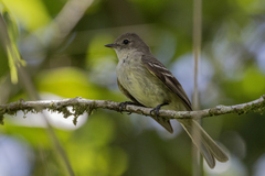 Hispaniolan Elaenia photo 3