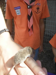 Myosorex varius