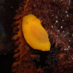 Doriopsilla albopunctata