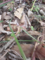Myosorex varius
