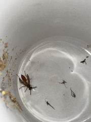 Agelaia centralis image