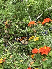 Danaus plexippus