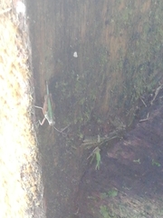 Scaria