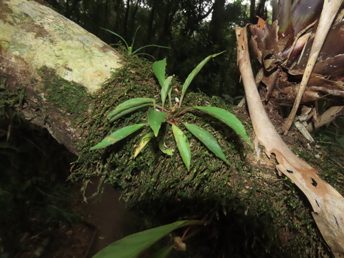 Begonia herbacea, photograph 5
