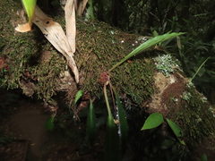 Begonia herbacea, photograph Nicolás Lavandero, CC BY, iNaturalist via GBIF