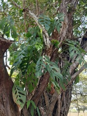 Monstera adansonii image