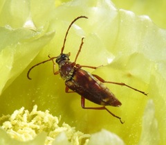 Typocerus