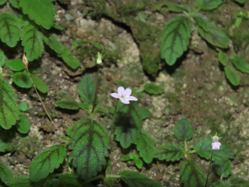 Sinningia muscicola