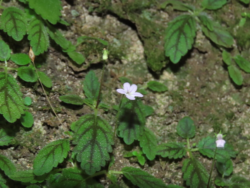 Sinningia muscicola