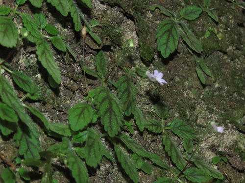 Sinningia muscicola