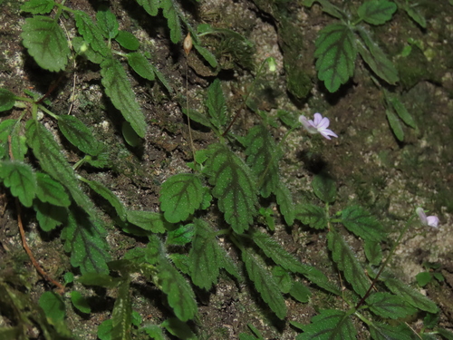 Sinningia muscicola