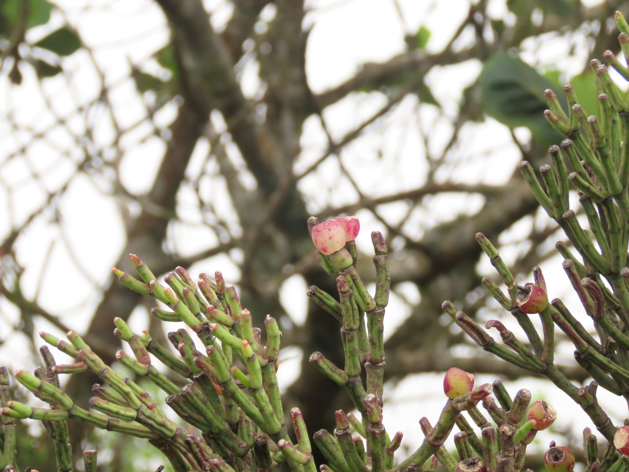Imagem de Flor-de-maio