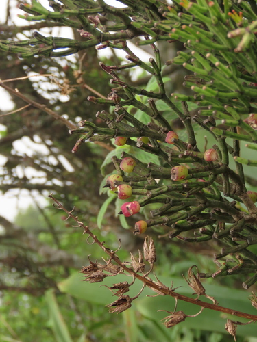Hatiora cylindrica, photograph 3