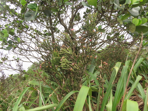 Hatiora cylindrica, photograph 4