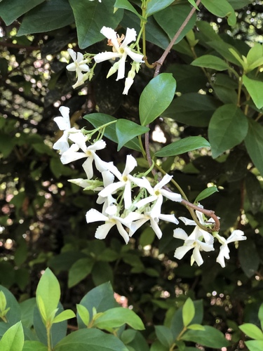 Trachelospermum jasminoides image