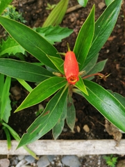 Seemannia sylvatica