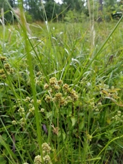 Cyperus reflexus