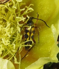 Typocerus octonotatus