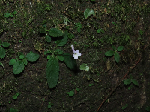 Sinningia muscicola