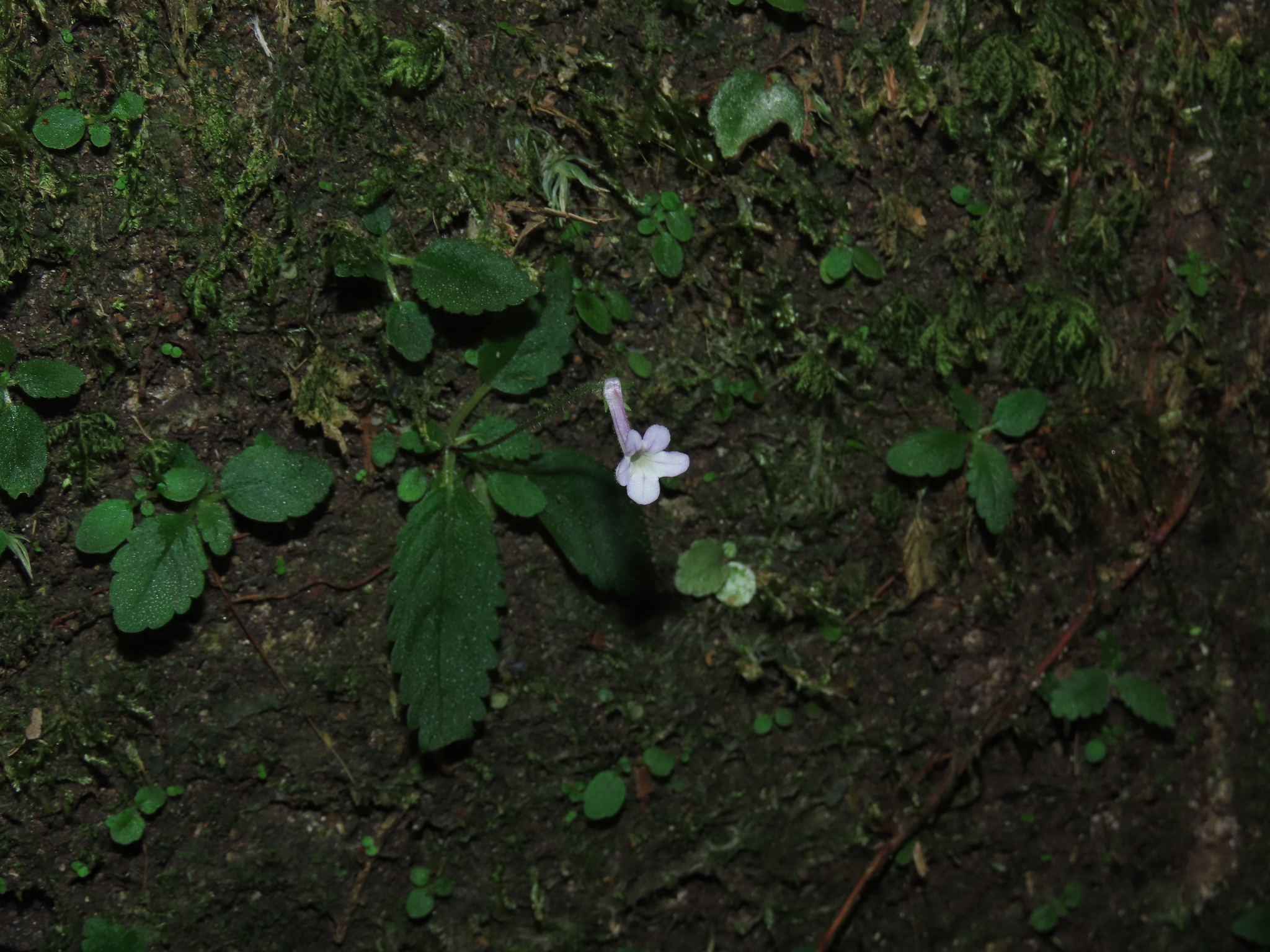 Sinningia pusilla