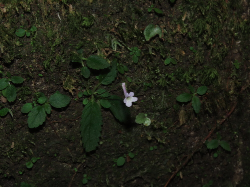 Sinningia muscicola