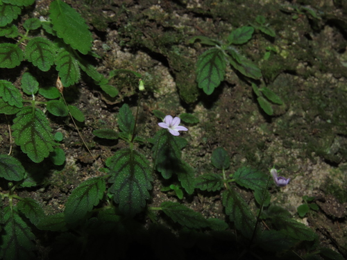 Sinningia muscicola