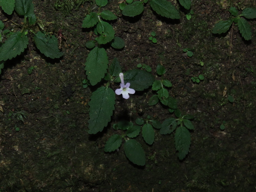 Sinningia muscicola