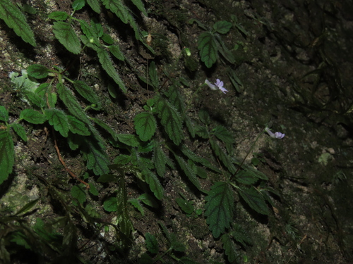 Sinningia muscicola