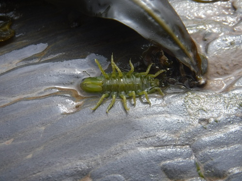 Gespikkelde zeepissebed, Somerset, UK, photo 9 of 10
