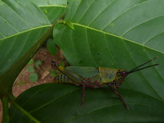 Zonocerus variegatus