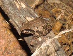 Pseudacris streckeri