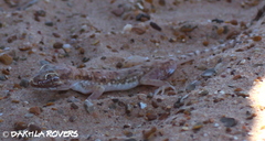 Stenodactylus petrii