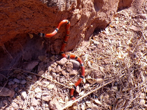West Mexican Coralsnake