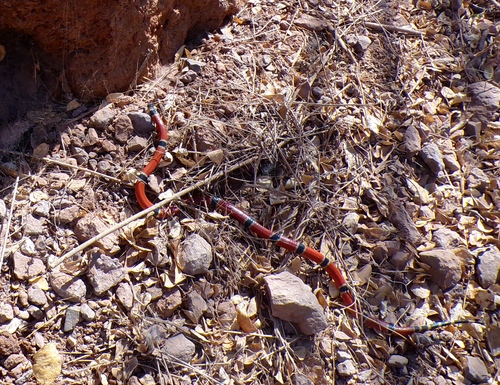 West Mexican Coralsnake