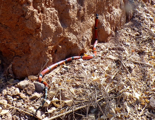 West Mexican Coralsnake