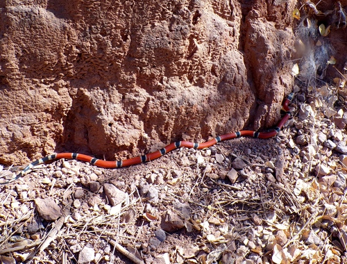 West Mexican Coralsnake