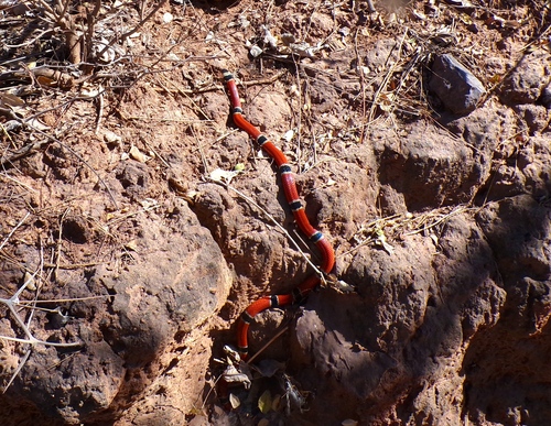 West Mexican Coralsnake
